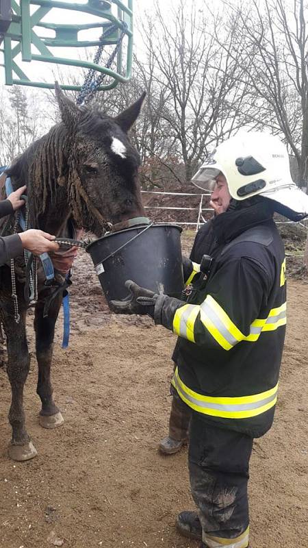 Benešovští hasiči pomáhali koni, který upadl na pastvině a nedokázal se sám zvednout.