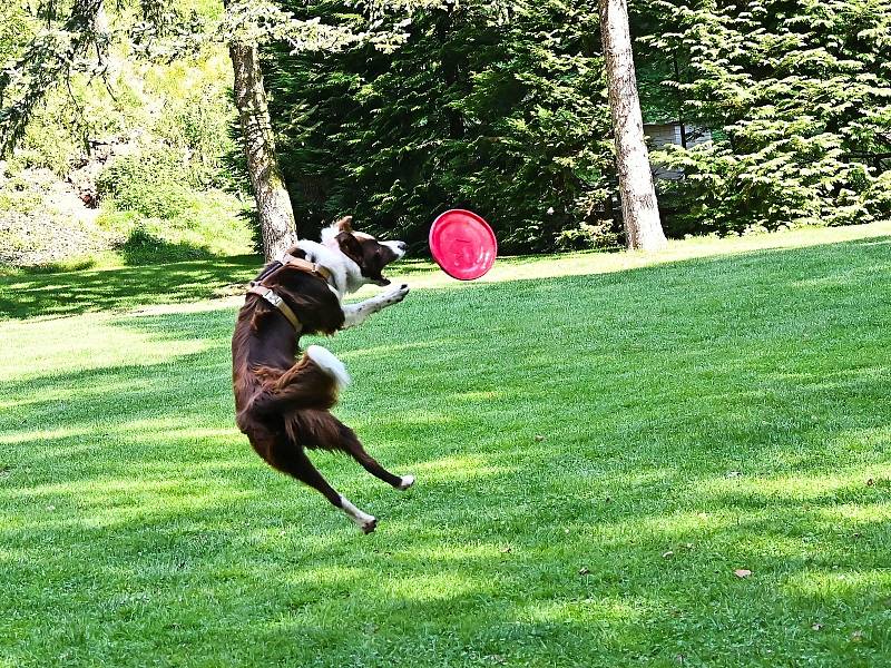 Z Mistrovství Evropy v discgolfu v zámeckém parku na Konopišti.