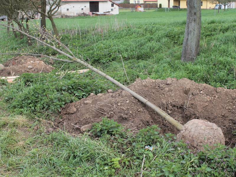 Do výsadby javorové aleje se zapojila celá obec.