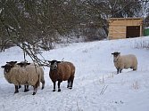 Ovečky se už nemusí bát zimy. Ochránci přírody jim totiž zajistily novou salaš.