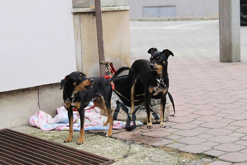 Vystrašené pejsky zajistili strážníci u benešovské pošty.