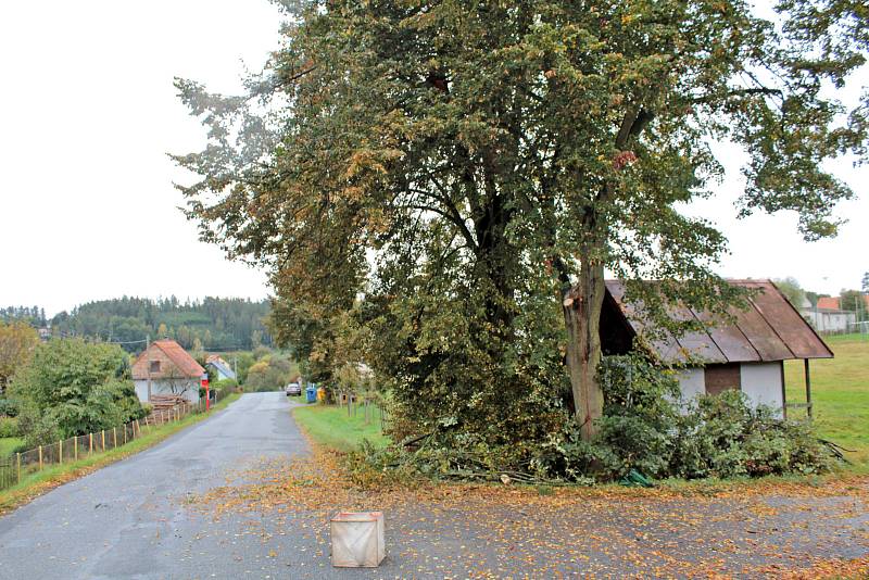 Bezpečnostní řez stromů u silnice v Peceradech.