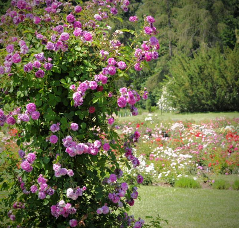 Průhonická botanická zahrada.