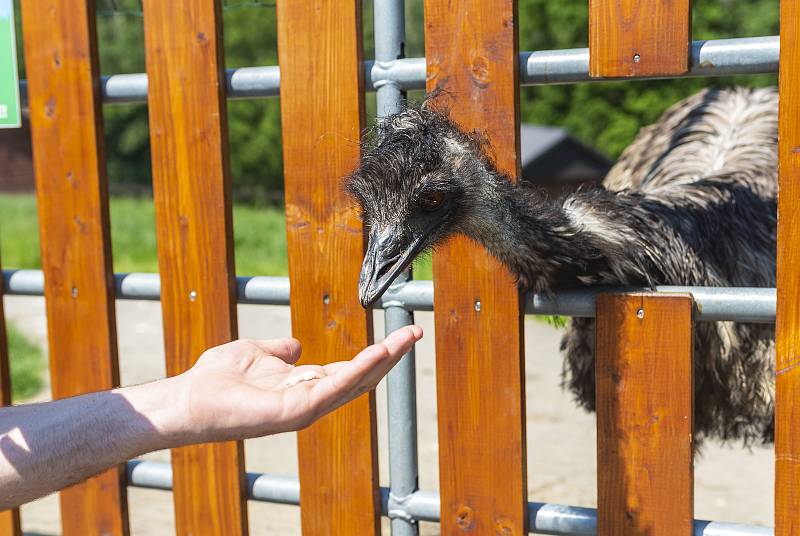 Farmapark Soběhrdy nabízí přímý kontakt se zvířátky i různorodé atrakce.