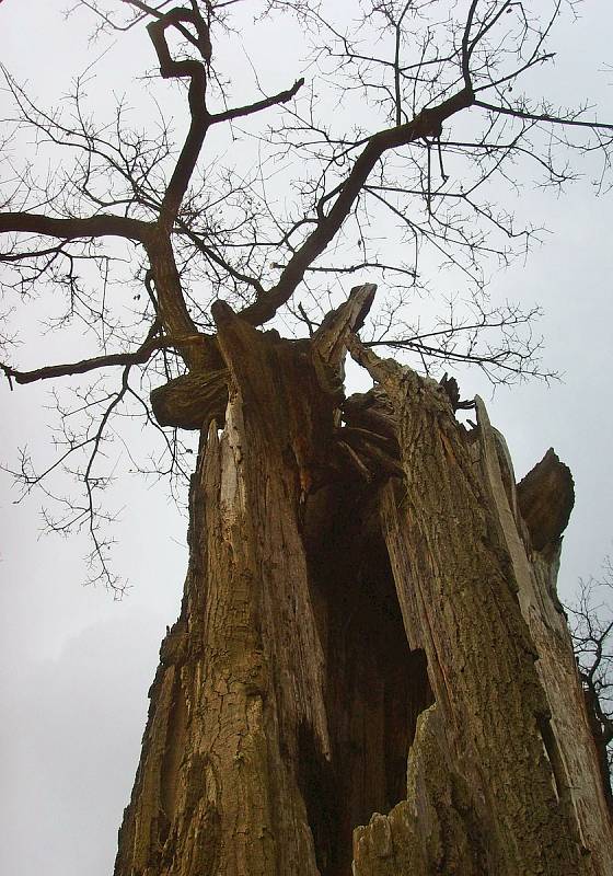 Starý dub ve vlašimském zámeckém parku.