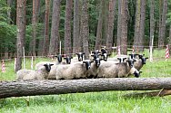 Třicet ovcí se pase v lese nedaleko nádrže s pitnou vodou pro Prahu.