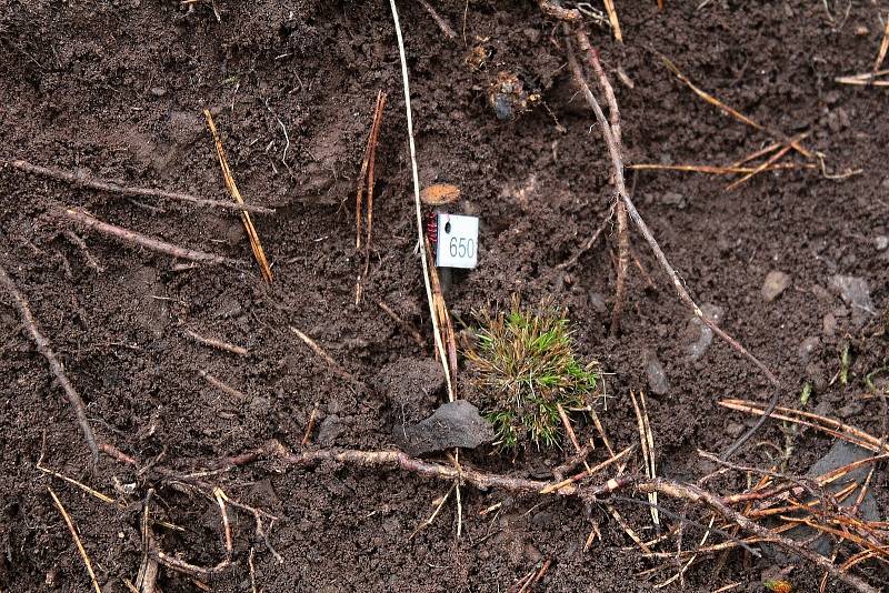 Celkem 1050 sazenic kuřičky hadcové vysadí v lesích kolem vodní nádrže Švihov pracovníci Botanického ústavu Akademie věd ČR.