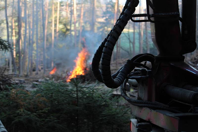 Z úklidu lesa po těžbě dřeva na sever od Trhového Štěpánova.
