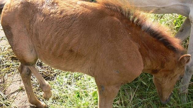 S týráním zvířat se veterináři setkávají často.