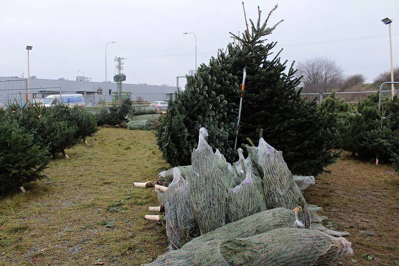 Prodej vánočních stromků u silnice I/3 vedle čerpací stanice pohonných hmot Benzina v Benešově.