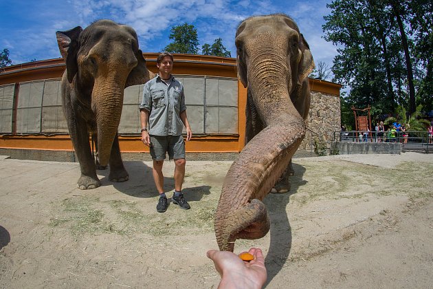 Samice slona indického Bala (vlevo) a Rání s ošetřovatelem Václavem Aschenbrennerem v Liberecké zoologické zahradě na snímku z 17. července.