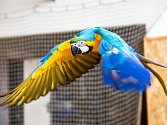 Papoušek - ilustrační foto