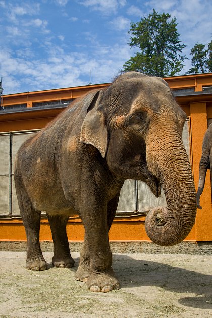Samice slona indického Bala (vlevo) a Rání s ošetřovatelem Václavem Aschenbrennerem v Liberecké zoologické zahradě na snímku z 17. července.