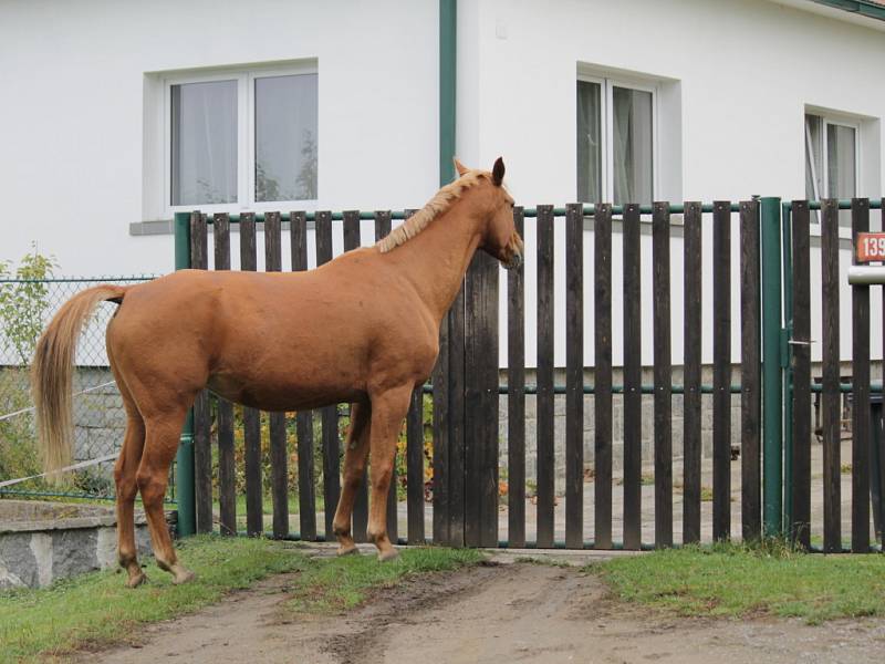 Dobrodružství bukovanské ryzky.