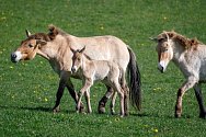 Boom hříbat koně Převalského v Dolním Dobřejově. Mezi čtyřmi hříbaty je pouze jeden hřebeček. Narodil se v pondělí klisně Rosině a na snímku ho doprovází i roční Yzop.
