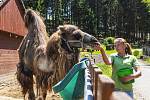 Farmapark Soběhrdy nabízí přímý kontakt se zvířátky i různorodé atrakce.