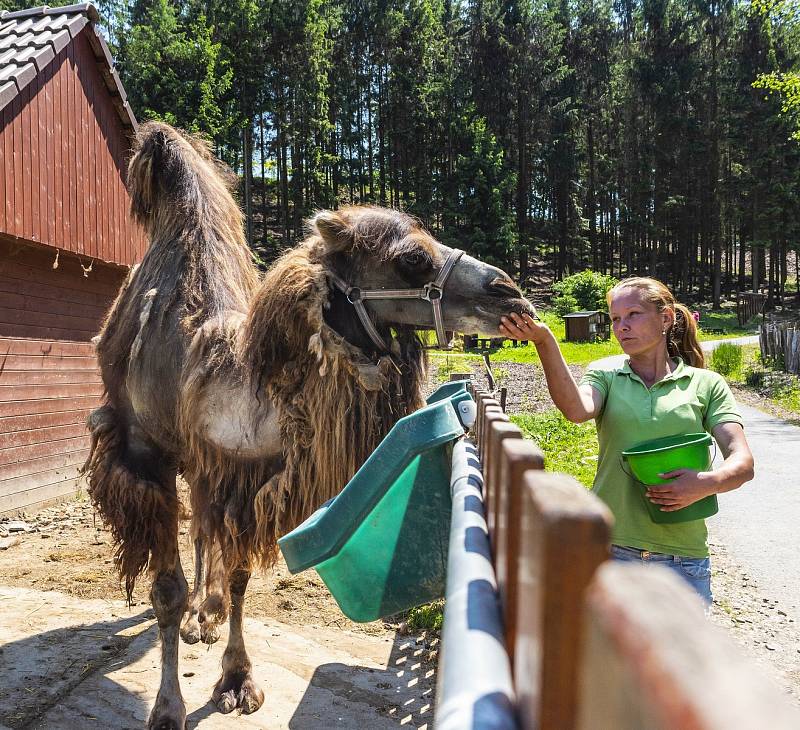 Farmapark Soběhrdy nabízí přímý kontakt se zvířátky i různorodé atrakce.