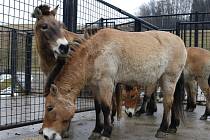 Dolní Dobřejov je místem, kde se zvířata připravují na návrat do volné přírody. Zoologická zahrada tam chová nejen koně Převalského, ale také divoké osly Kiang , lamy, losy a dokonce i ovce a kozy. 