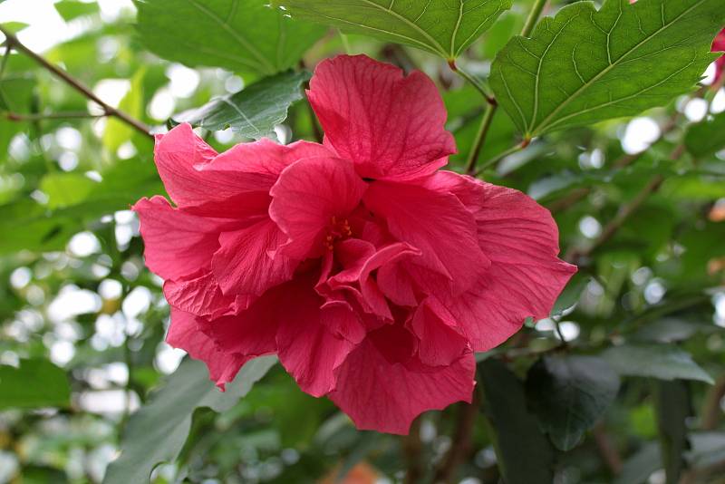 Konopišťská Růžová zahrada nabízí malebný pohled na vzhledné exteriéry, příjemně překvapí i tamější skleníky se zajímavou flórou.