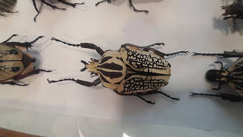 Z výstavy entomologa Otakara Ježka v infocentru na Ješutově náměstí v Bystřici.