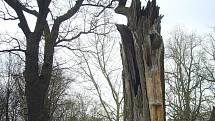 Starý dub ve vlašimském zámeckém parku.