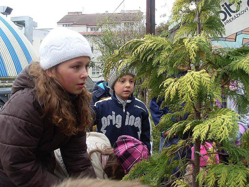 Děti ze ZŠ Jiráskova si před školní družinu vysadily túji. 