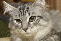 V Benešově se ztratila mourovatá kočka. Kde ji hledat vědí na benešovské radnici.