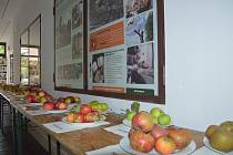Výstava starých odrůd ovoce v podblanickém ekocentru