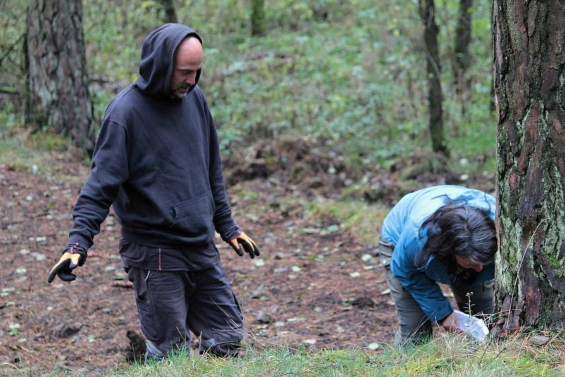 Celkem 1050 sazenic kuřičky hadcové vysadí v lesích kolem vodní nádrže Švihov pracovníci Botanického ústavu Akademie věd ČR.