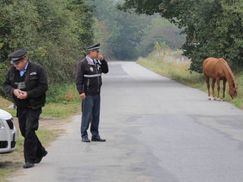 Dobrodružství bukovanské ryzky.