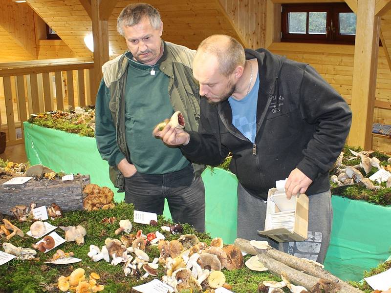 Výstava hub je otevřená v pátek, sobotu a v neděli od 10 do 16 hodin.