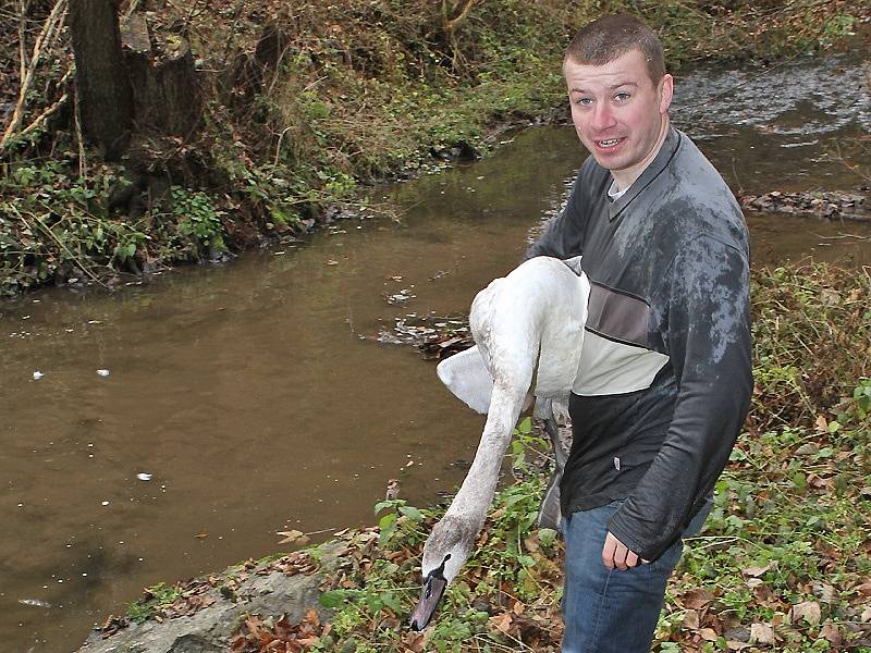 Záchrana labutě ze Záhořanského potoka.