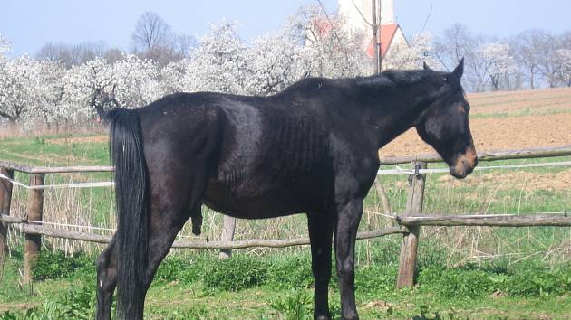 Koně z Hřebčína Konopiště na Chvojně se snad už brzy dočkají lepší budoucnosti.