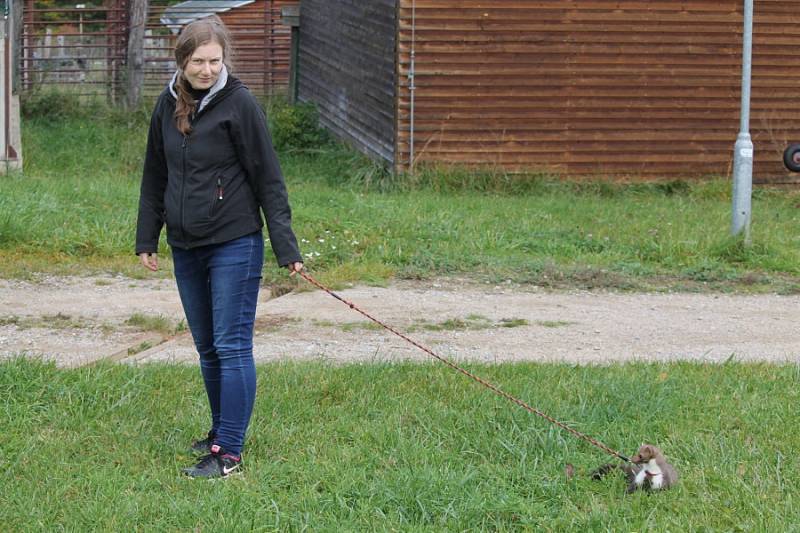 Nemocná zvířata našla domov v záchranné stanici v Pavlovicích.