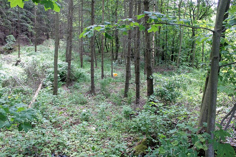 Z lokality na Polském vrchu nad Voticemi.