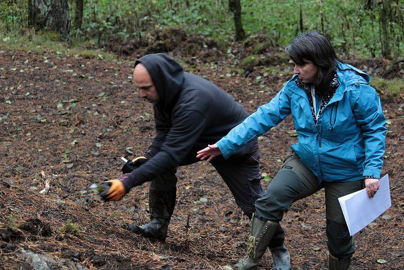 Celkem 1050 sazenic kuřičky hadcové vysadí v lesích kolem vodní nádrže Švihov pracovníci Botanického ústavu Akademie věd ČR.