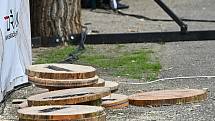 Z dřevorubecké soutěže Stihl Timbersports v zámeckém parku ve Vlašimi.