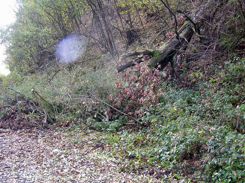 Zrušená železniční trať mezi Bystřicí a Olbramovicemi u Opřetic.