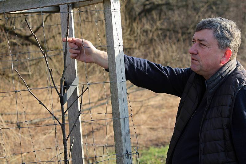 Starosta Soběhrd Pavel Bartík je také ten, který mladé stromky stříhá a tvaruje. Doplnil si kvůli tomu vědomosti při odborném školení.