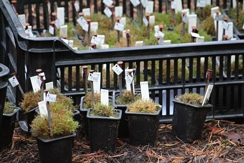 Celkem 1050 sazenic kuřičky hadcové vysadí v lesích kolem vodní nádrže Švihov pracovníci Botanického ústavu Akademie věd ČR.