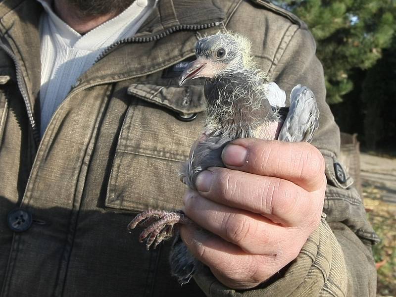 Soustu ptáků zabijí ročně i dráty elektrického vedení.