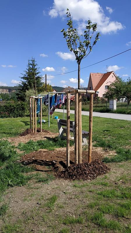 Sázení lip a sakur v Peceradech a Chrástu nad Sázavou.