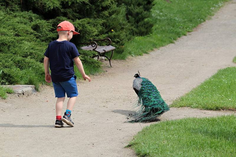 Páv v zámeckém parku na Konopišti.