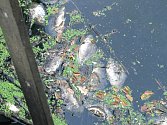 Leklé ryby z Opřetického rybníku už rybáři ve středu odstranili. 