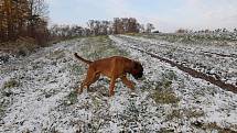 První sníh zimy 2022/2023 na Benešovsku napadl v noci na sobotu 19. listopadu.