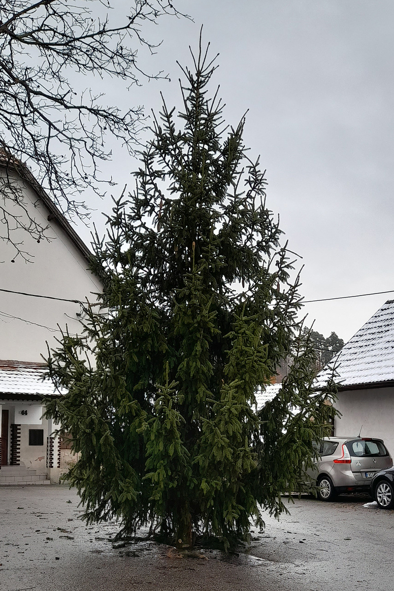Vánoční výzdoba se stěhuje do ulic, Benešov kvůli bezpečnosti měnil strom