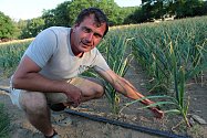 Martin Perníček pěstuje na půl hektaru česnek odrůdy Bětin.