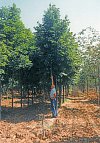 Nové lípy, které nahradily prosychající a už nebezpečné stromy, vybíralo v Maďarsku vedení benešovské radnice. Na snímku výšku stromu porovnává místostarosta Jiří Jandač.
