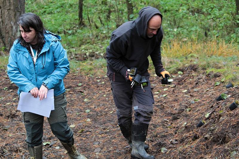 Celkem 1050 sazenic kuřičky hadcové vysadí v lesích kolem vodní nádrže Švihov pracovníci Botanického ústavu Akademie věd ČR.