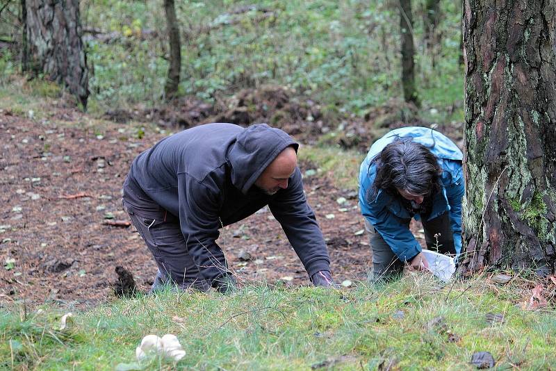 Celkem 1050 sazenic kuřičky hadcové vysadí v lesích kolem vodní nádrže Švihov pracovníci Botanického ústavu Akademie věd ČR.